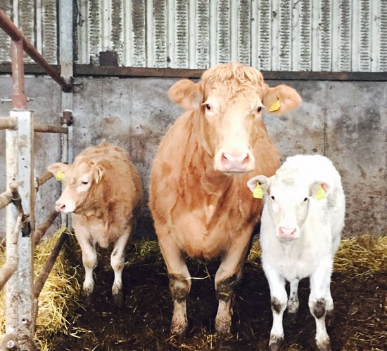 Over 84,000 electronic cattle tags sold to date in 2018