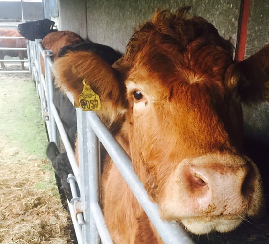 Antiparasitic resistance needs 'science-based response' - vets