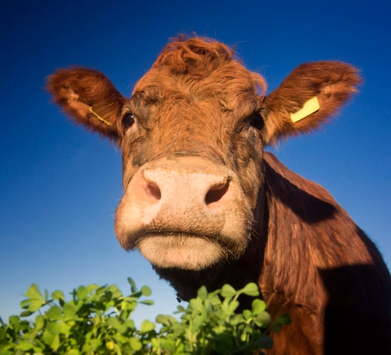 Report challenges assumptions about livestock impact