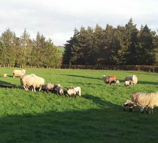 Soil test now for better grass production - Teagasc