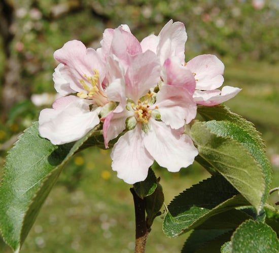 Apple growers turn to heaters to save crops from late frost