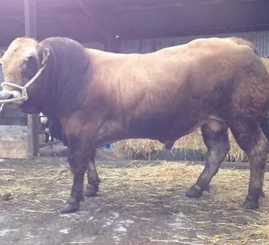 Aubrac bull fetches €2,200 at latest sale