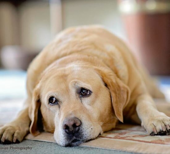 Carlow puppy farm with 'absolutely horrendous' conditions shut down
