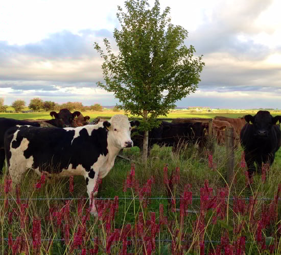 Roscommon TD says 'hit squads' are going around the country inspecting farms