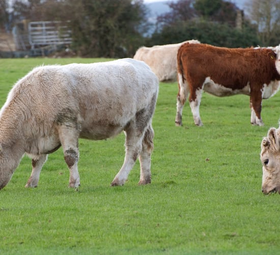 Thoughts turn to improving beef market stability as prime cattle prices in UK crash