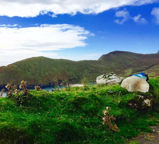 Hill sheep sector can make genetic gains with SIS