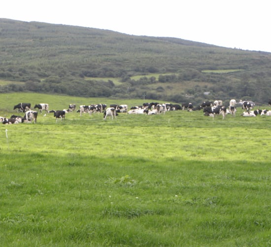 We did not pass on the full impact of dairy markets last year - Dairygold