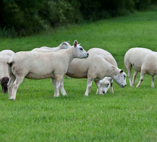 'Non-cow milk production is growing constantly'