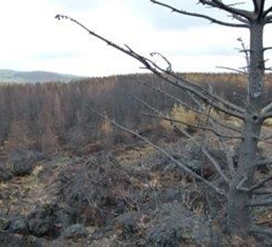 Farmers advised to be vigilant as risk of forest fire increases with drier weather