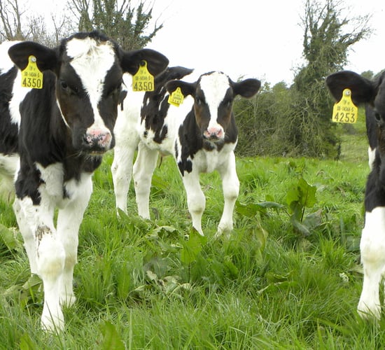 Are your heifers achieving their targets?