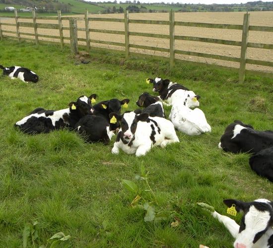 What to do with male dairy-type calves