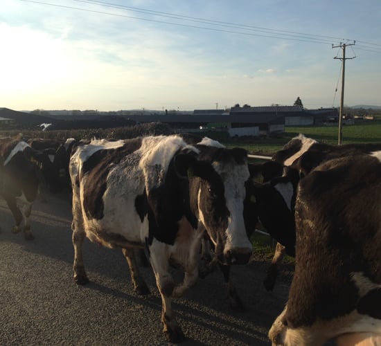 Once-a-day milking conference generating 'huge interest'