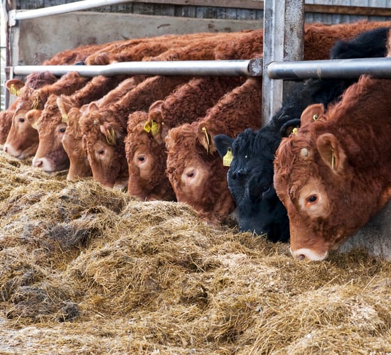 EU will keep restrictions on hormones and growth promoters under TTIP - Minister