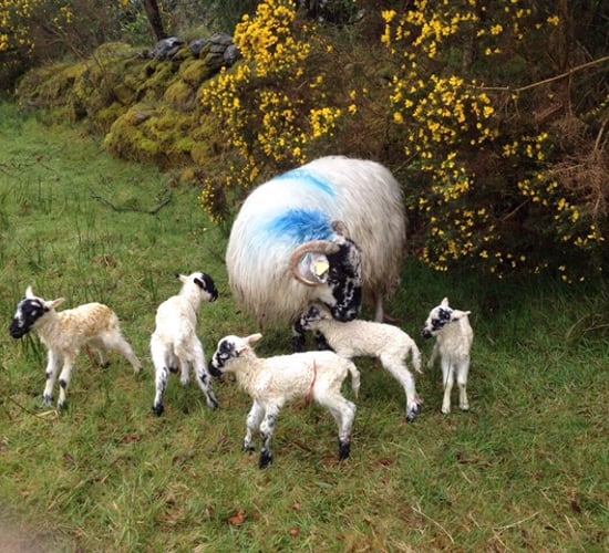 Meet the Scotch ewe in Kerry that gave birth to five lambs this year