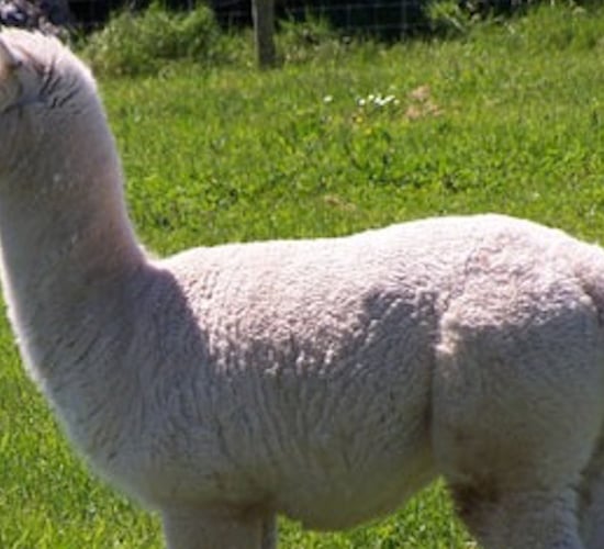 Would you like to purchase an organic herd of alpacas?
