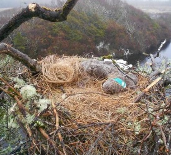 13th confirmed poisoning of White-tailed Eagle