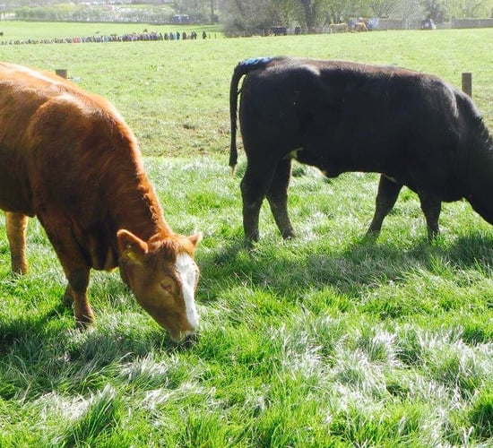 New factory specs could cost beef farmers over €10m per year - IFA