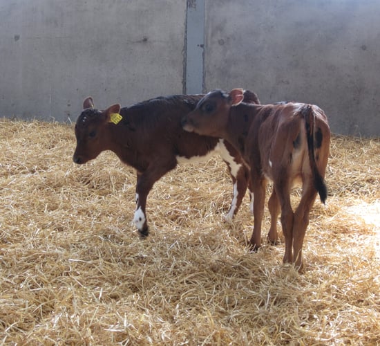 Straw prices continue to average close to €20/bale