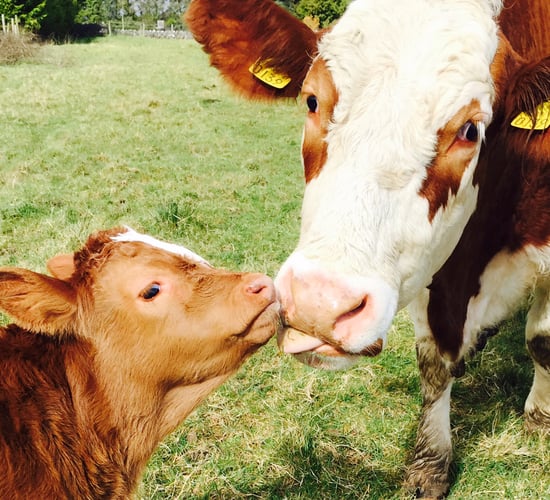 A pre-calver to protect the calf as well as the cow