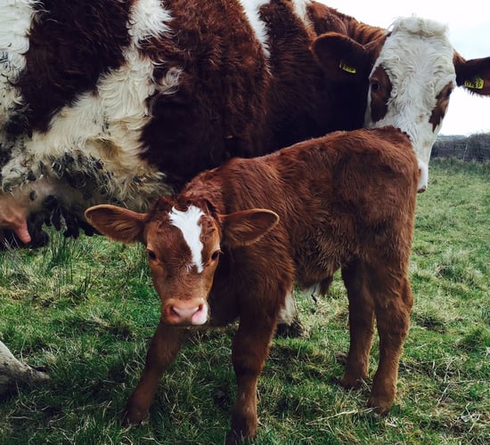 How to get suckler cows back in calf - Teagasc says it's all about body condition