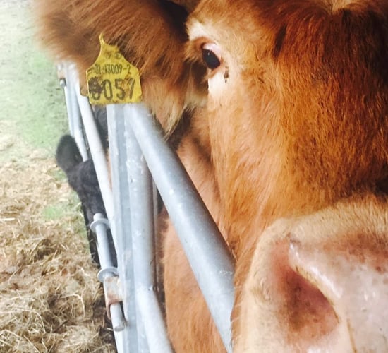 DAFM farm inspections: Is your tagging in order?