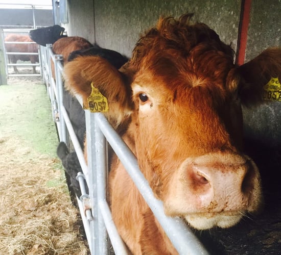 ICSA urges 'rethink' on antiparasitic prescription rules