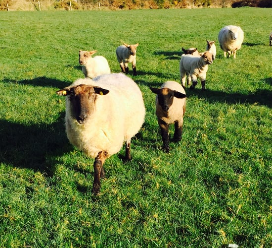 'Strong lamb sales in the lead into Eid festival'