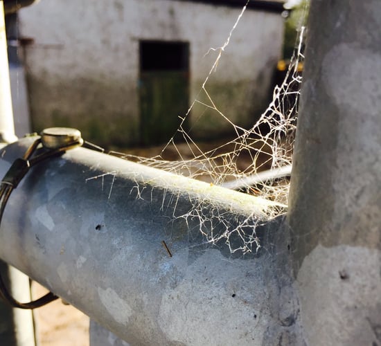 Investigation underway as 9 cattle stolen