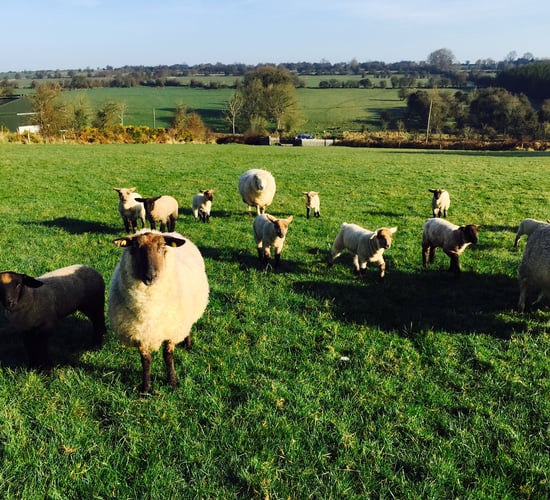 Grass is the only feed ewes need, unless they have triplets - Teagasc