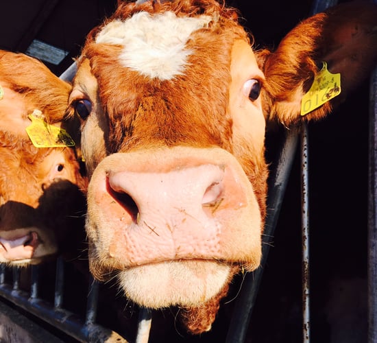 North/south beef price gap widens again