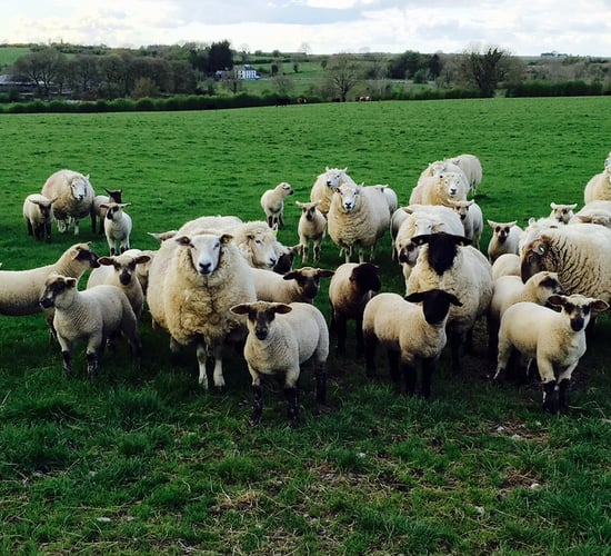 Sheep farmers with thistles, nettles, docks or rushes - here's how to get rid of them
