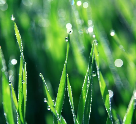 Mild weather helps grass growth rates (no surplus' yet though)