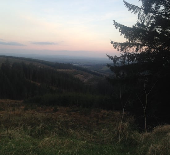 Forestry Appeals Committee chair reappointed on 3-month basis