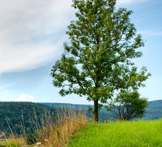 New farming organisation calls for working group on land eligibility