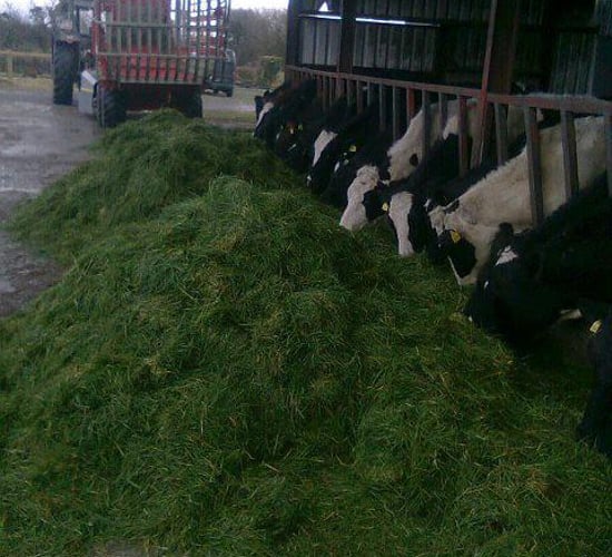 How to utilise the zero-grazing system - Teagasc