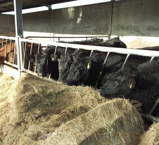 'Alternative feeds - some farms have feed costs 60% higher than the average'