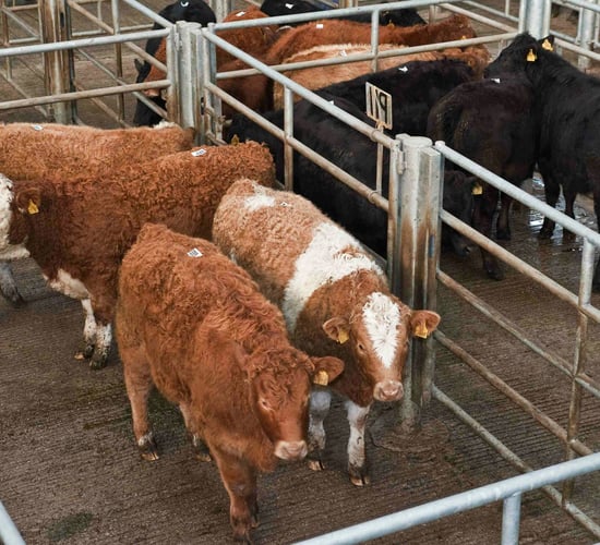 ROI/NI steer price differential narrows to 36.3p/kg