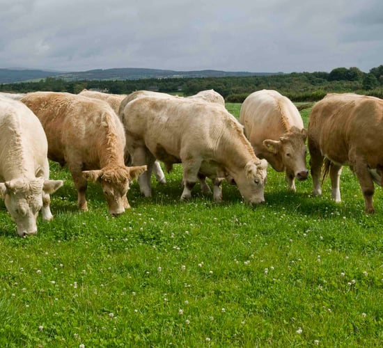 More questions answered on Beef Data and Genomics Programme