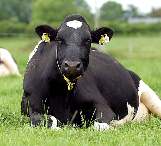 'EU milk production to grow by 1.2% in 2015'