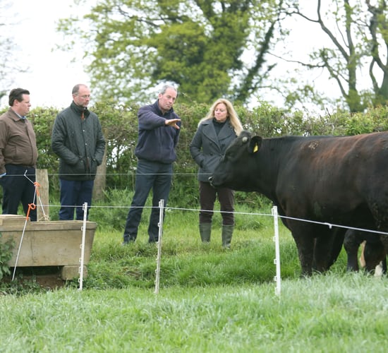 Irish beef is a hit with US distributors and food writers - Bord Bia