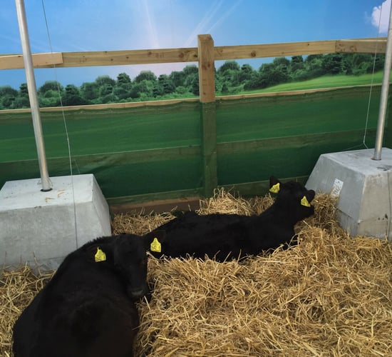 Young farmers have the chance to rear six calves and win £6,000