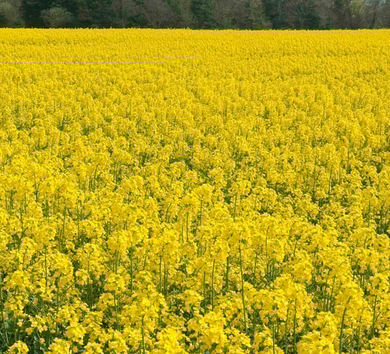 Caution needed with herbicide on oilseed rape