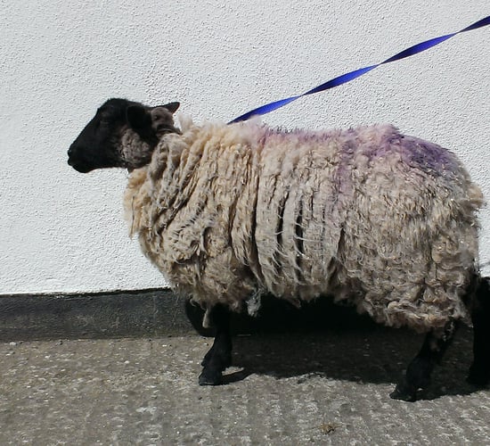 Ewe kidding? Sheep found in Dublin city centre flats
