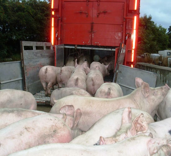 'Strong global demand would indicate pig price increase'