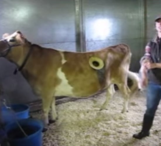 Holy cow: Window in cow's side shows what cud happen during digestion!
