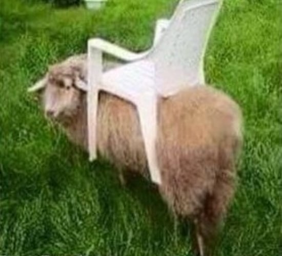 'Going sheep': The lawnmower on Donedeal that needs no fuel