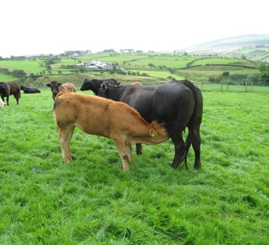 Which county had the largest proportion of suckler herds in Ireland in 2016?
