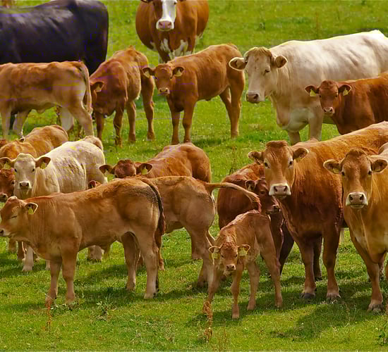 Budget must deliver €200 for suckler cows - Naughten