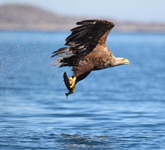 23 white-tailed eagle chicks arrive in Munster as part of wildlife reintroduction project