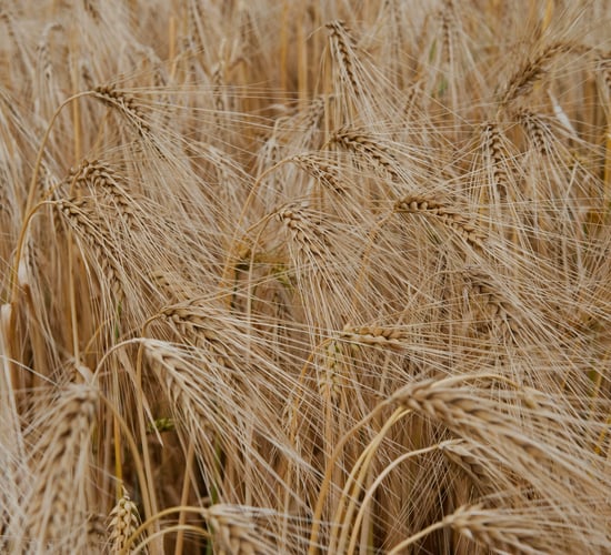 Watch: Winter barley harvest along the Liffey